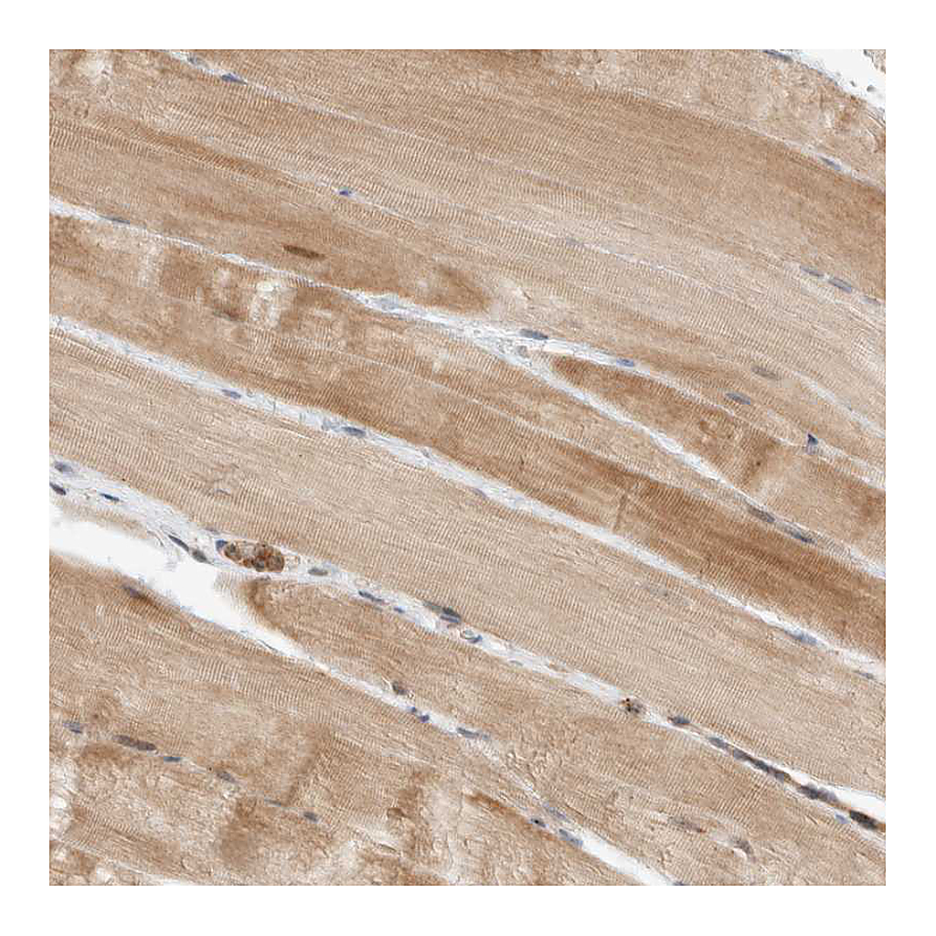 Atlas Antibodies Anti-DEPTOR Antibody