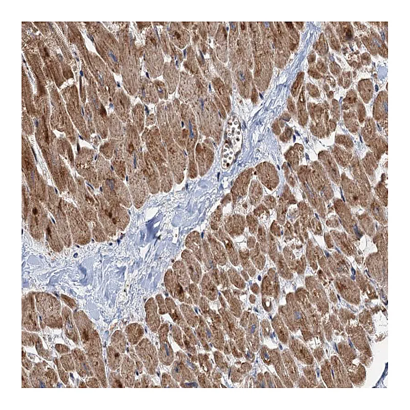 Atlas Antibodies Anti-DEXI Antibody