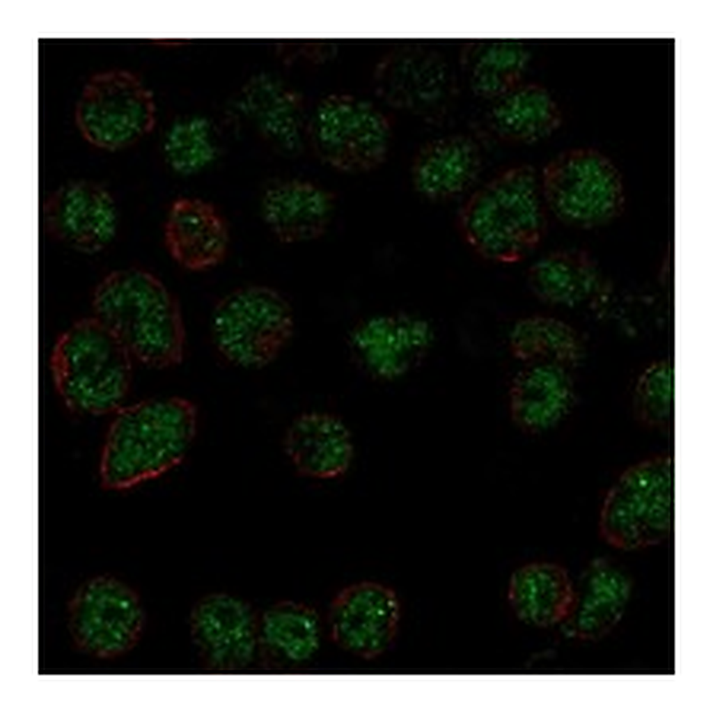 Atlas Antibodies Anti-DGCR8 Antibody