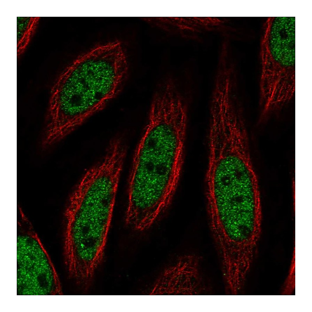 Atlas Antibodies Anti-DGCR2 Antibody