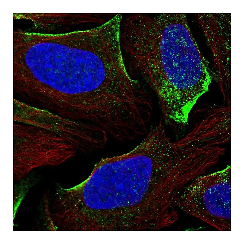 Atlas Antibodies Anti-DGKG Antibody