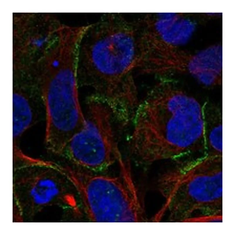 Atlas Antibodies Anti-DGKH Antibody