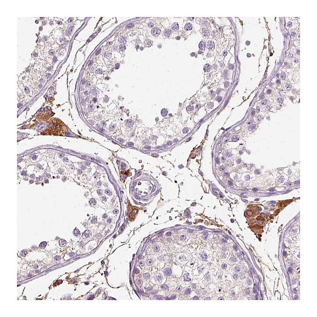 Atlas Antibodies Anti-DHCR24 Antibody