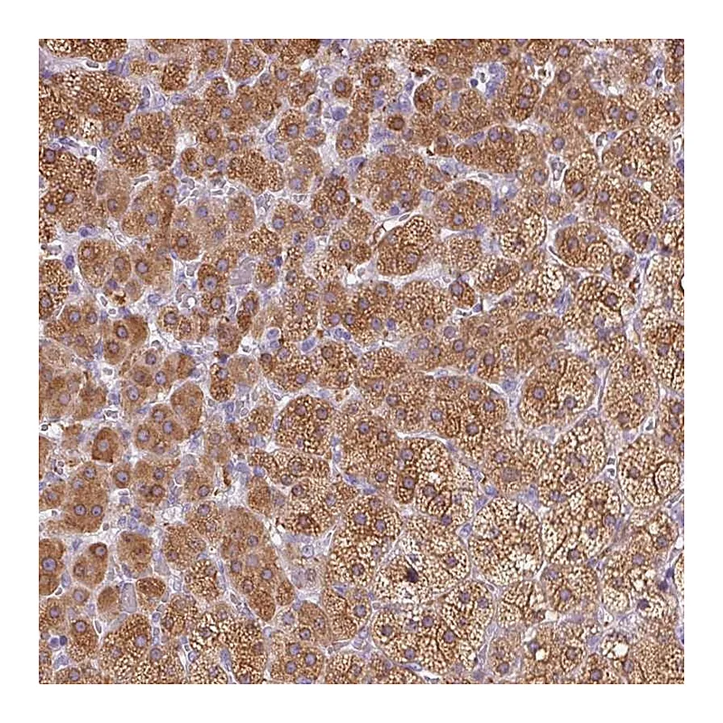 Atlas Antibodies Anti-DHCR24 Antibody