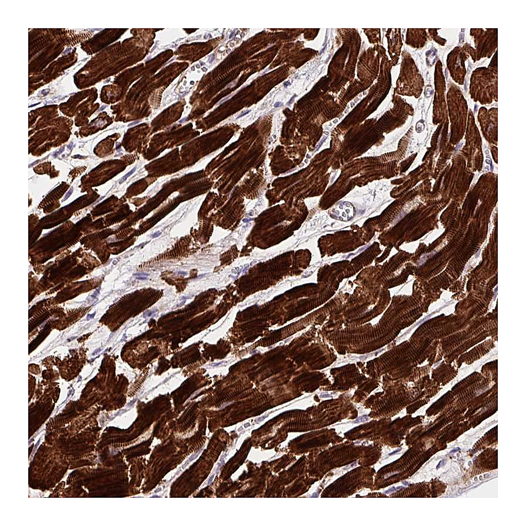 Atlas Antibodies Anti-DHFR2 Antibody