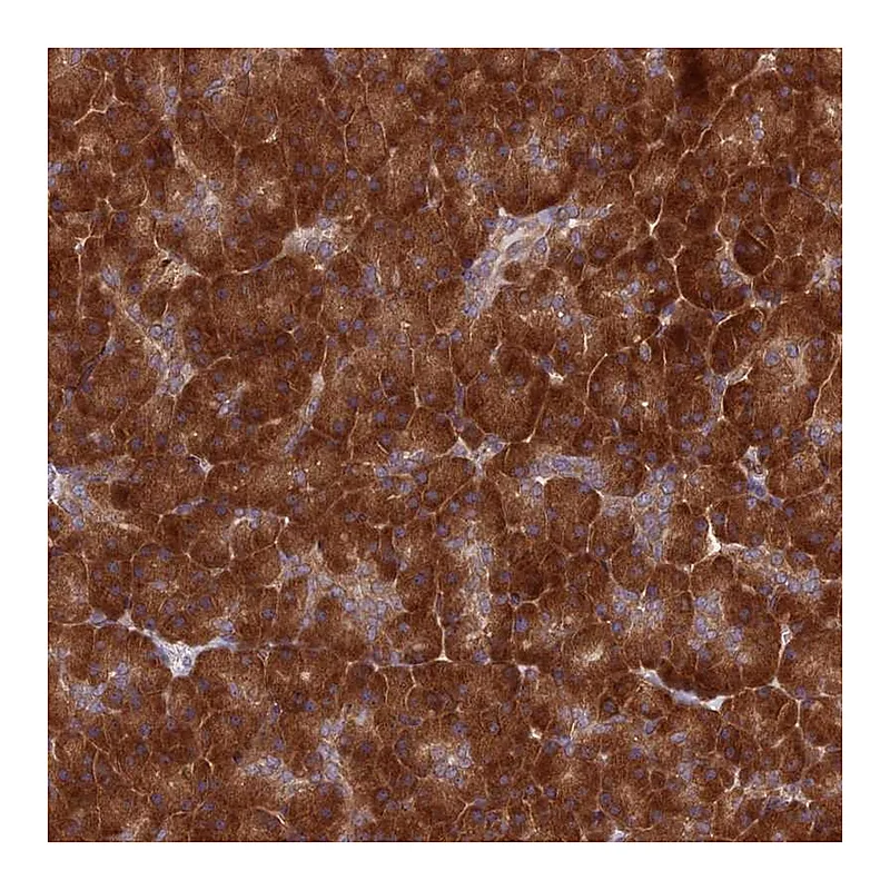 Atlas Antibodies Anti-DHCR7 Antibody