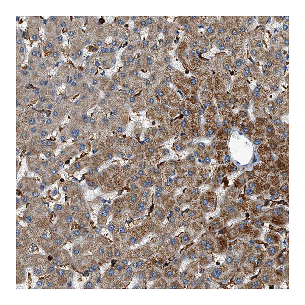 Atlas Antibodies Anti-DHODH Antibody