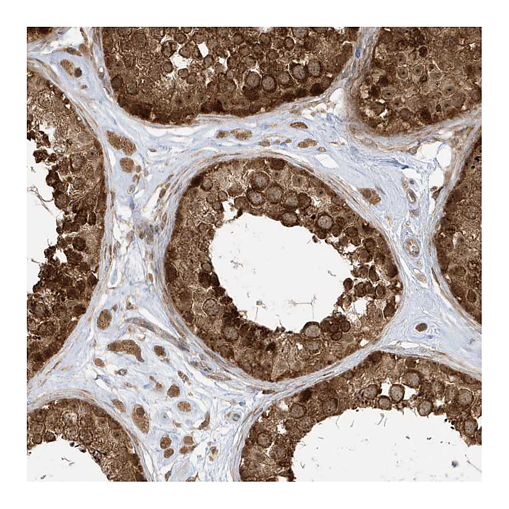 Atlas Antibodies Anti-DHX36 Antibody