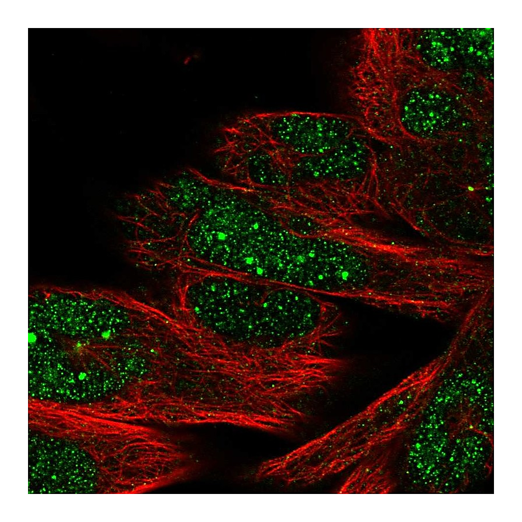 Atlas Antibodies Anti-DHX35 Antibody
