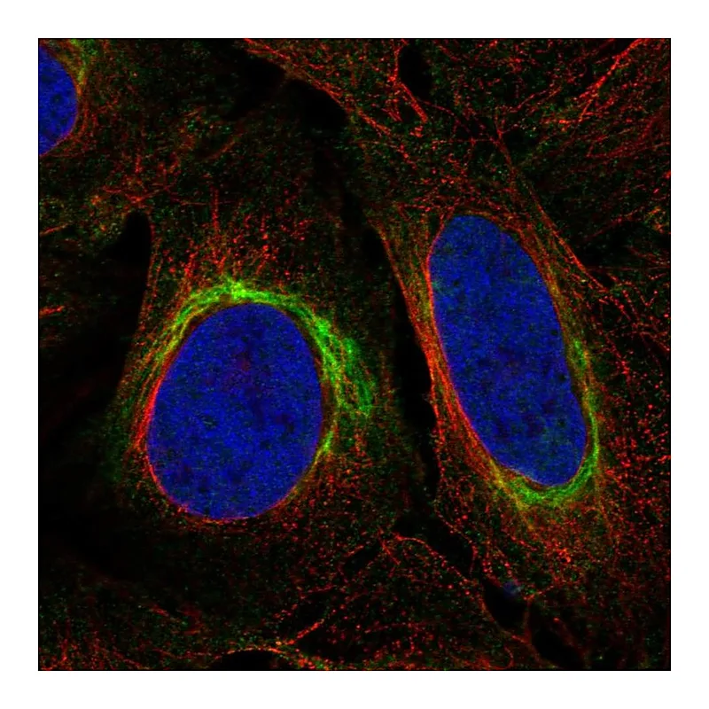 Atlas Antibodies Anti-DISC1 Antibody
