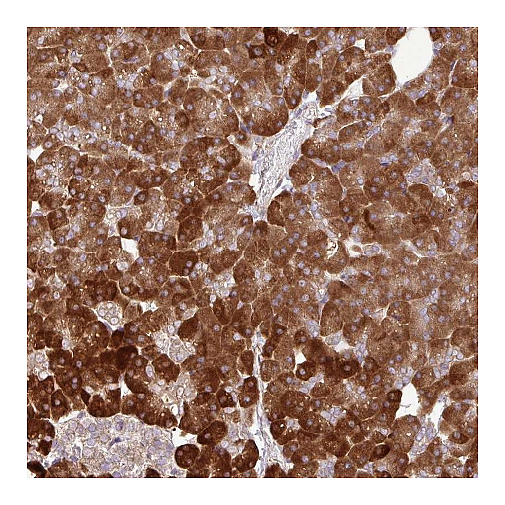Atlas Antibodies Anti-DLGAP4 Antibody