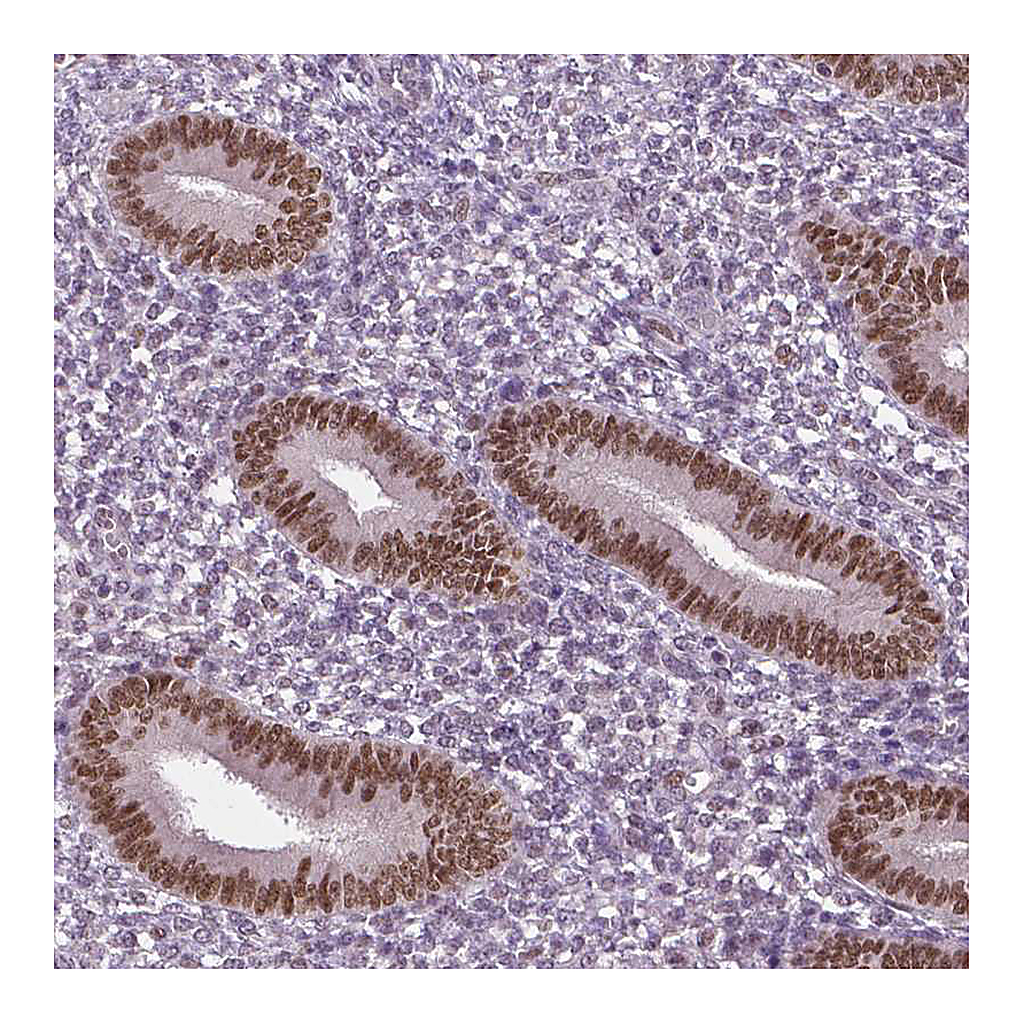 Atlas Antibodies Anti-DLX5 Antibody