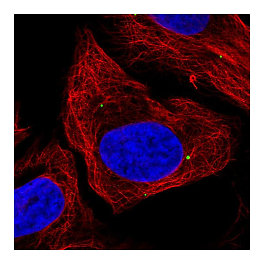 Atlas Antibodies Anti-DMRTA1 Antibody