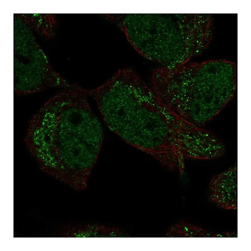 Atlas Antibodies Anti-DMRTA2 Antibody