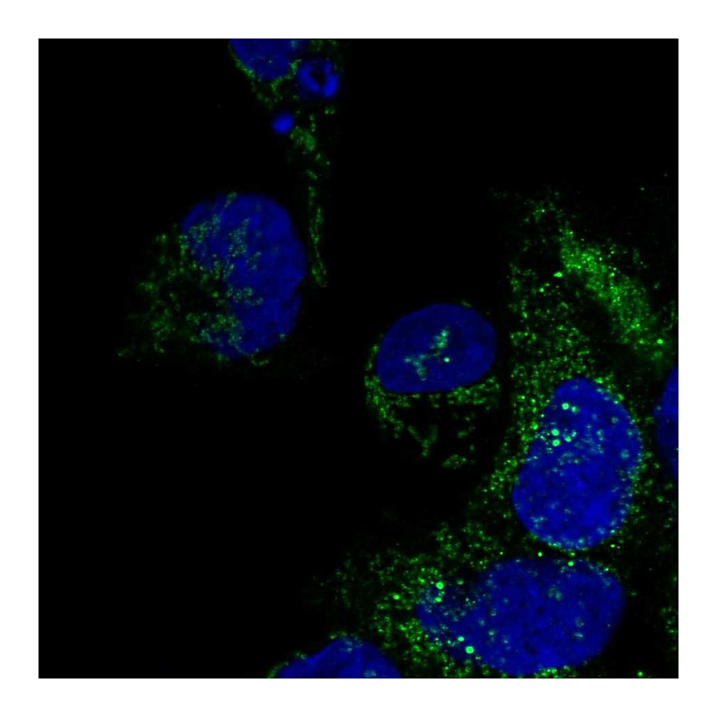 Atlas Antibodies Anti-DNAAF3 Antibody