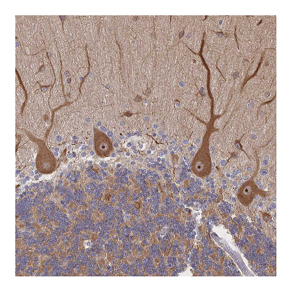Atlas Antibodies Anti-DNAJA4 Antibody