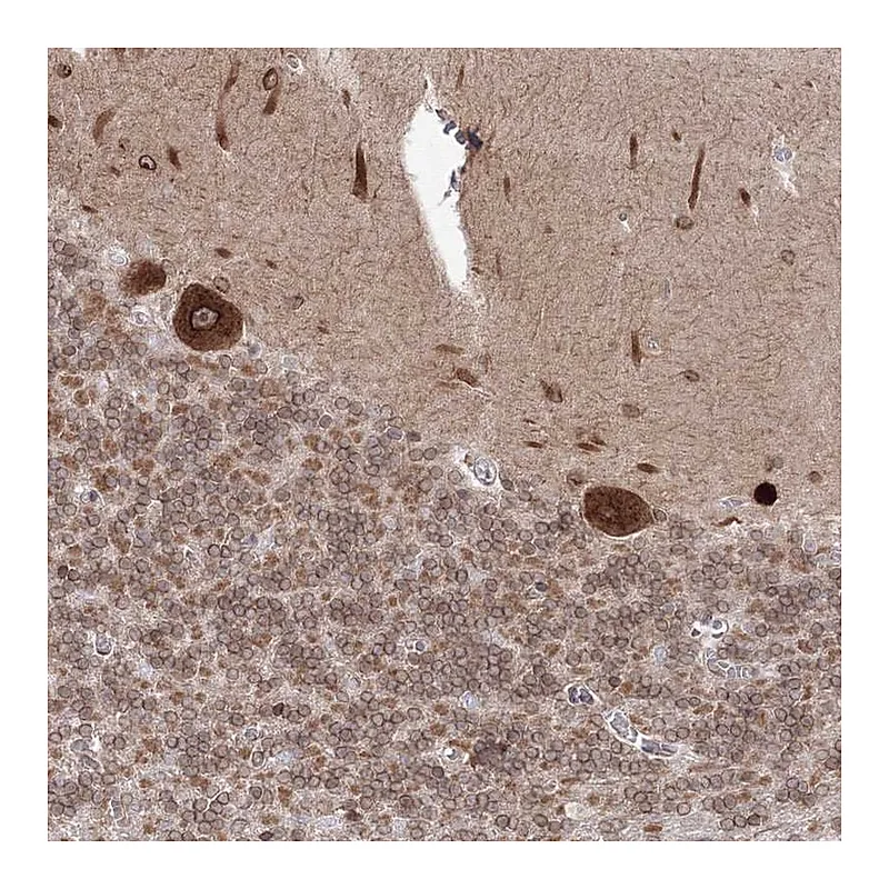 Atlas Antibodies Anti-DNAJB2 Antibody