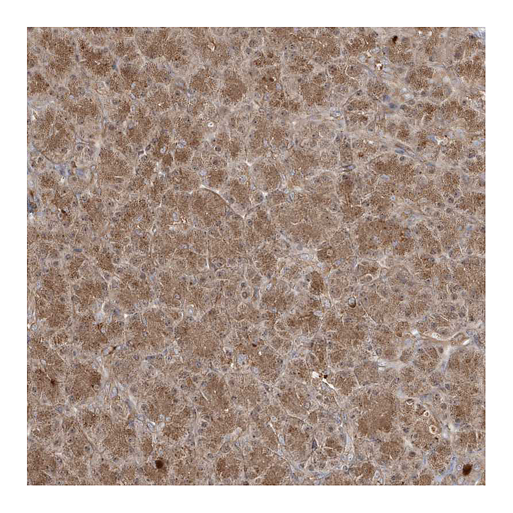 Atlas Antibodies Anti-DNAJC12 Antibody