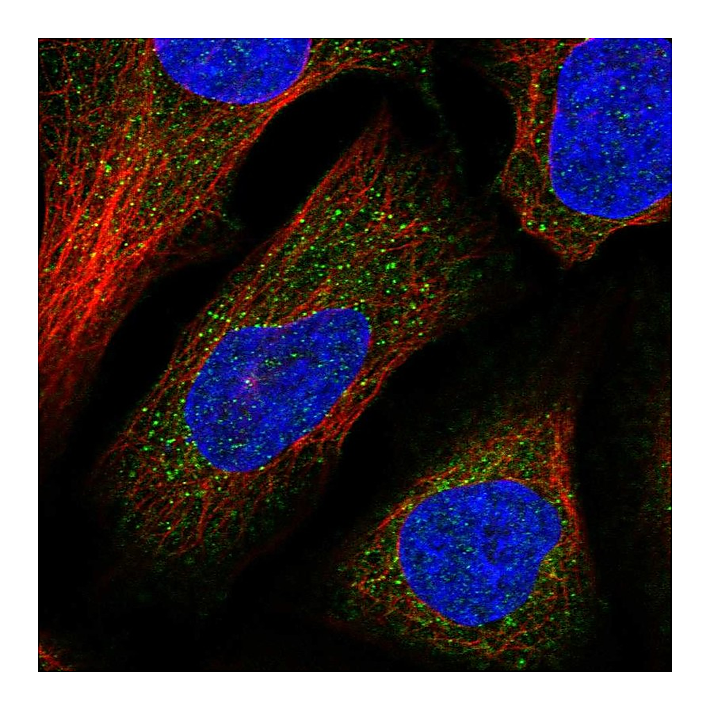Atlas Antibodies Anti-DNAJC13 Antibody