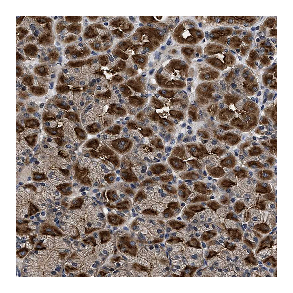 Atlas Antibodies Anti-DNAJC14 Antibody