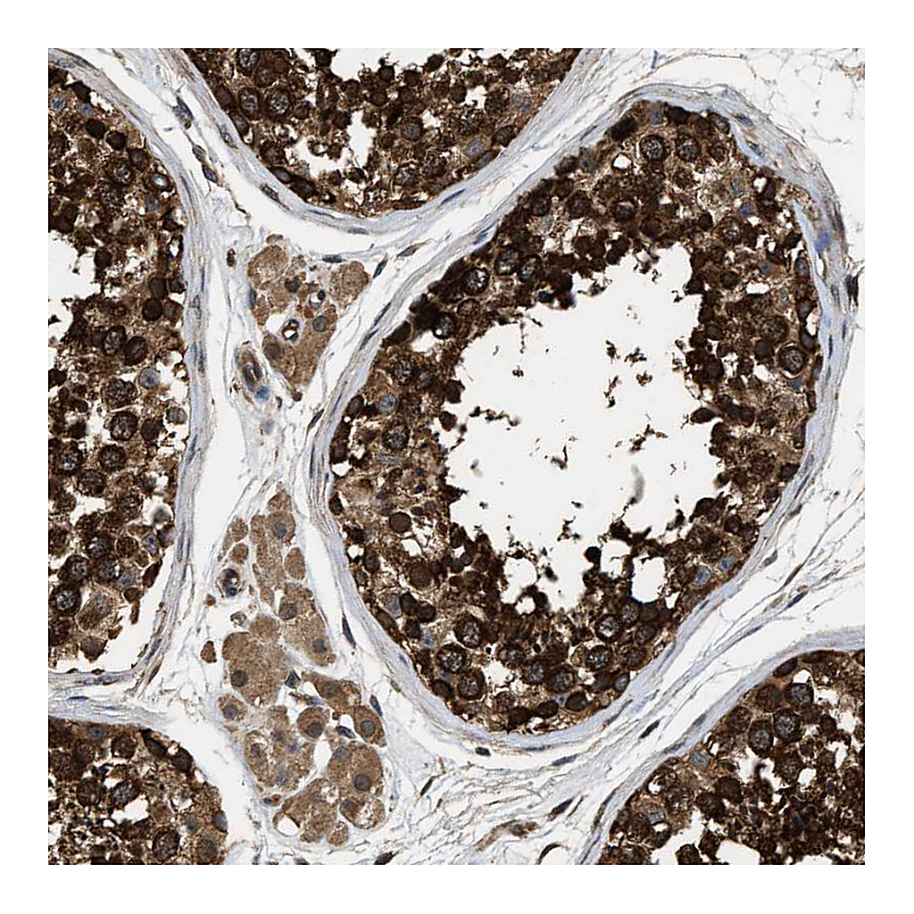 Atlas Antibodies Anti-DNAJC2 Antibody