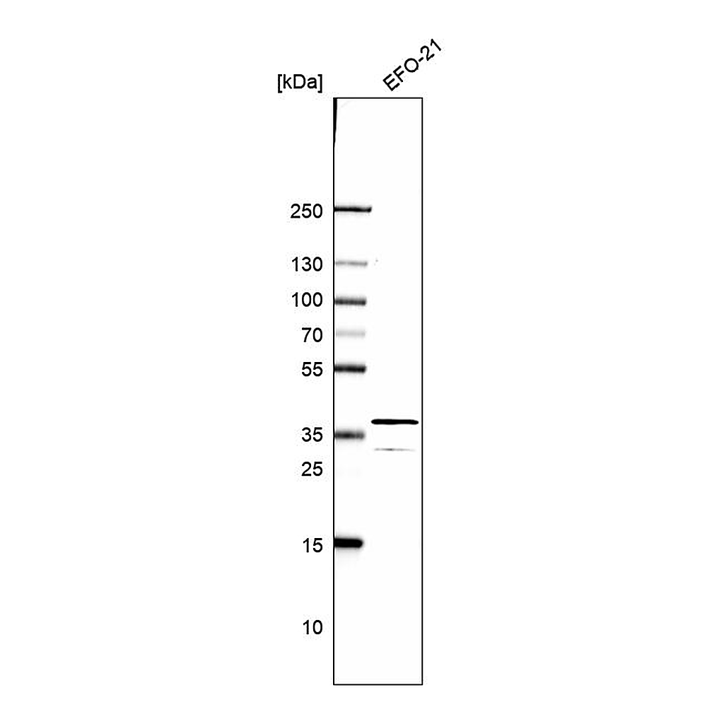 Atlas Antibodies Anti-DNAJC22 Antibody