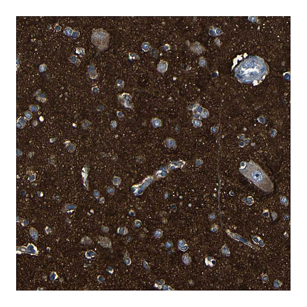 Atlas Antibodies Anti-DNAJC5 Antibody