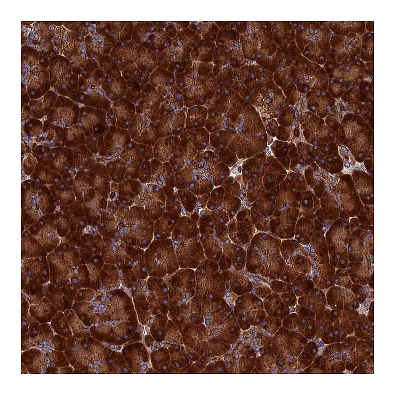 Atlas Antibodies Anti-DNAJC3 Antibody