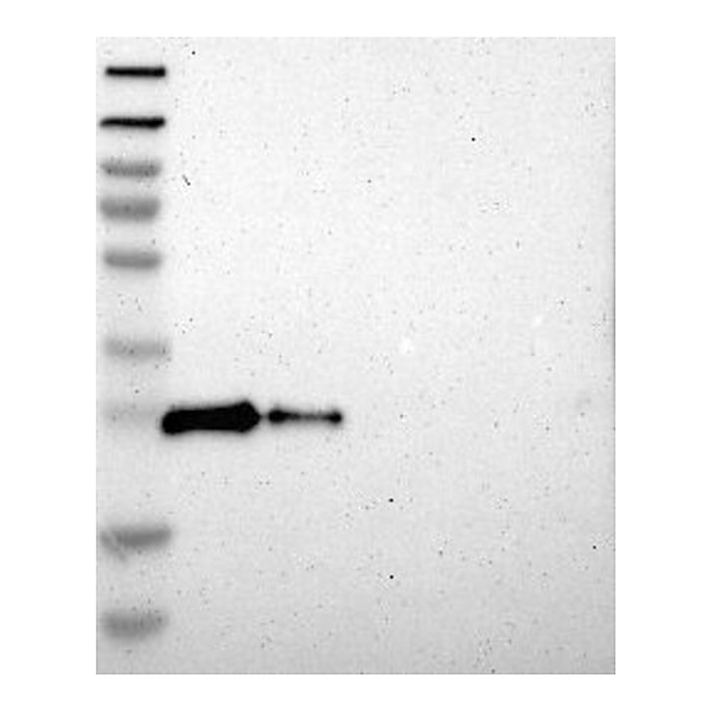 Atlas Antibodies Anti-DNAJC5 Antibody