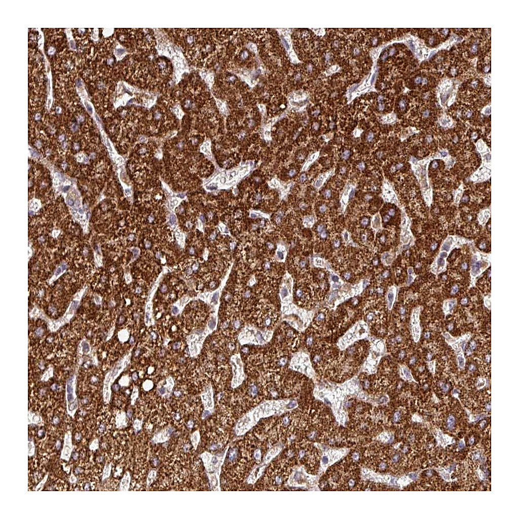 Atlas Antibodies Anti-DNAJC7 Antibody