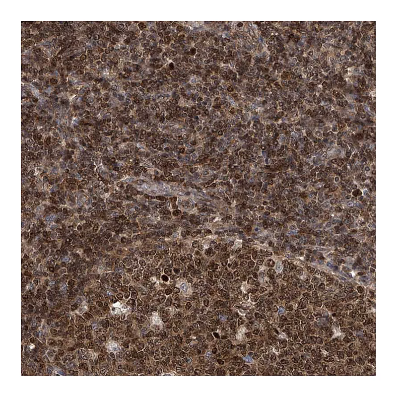 Atlas Antibodies Anti-DNAJC9 Antibody