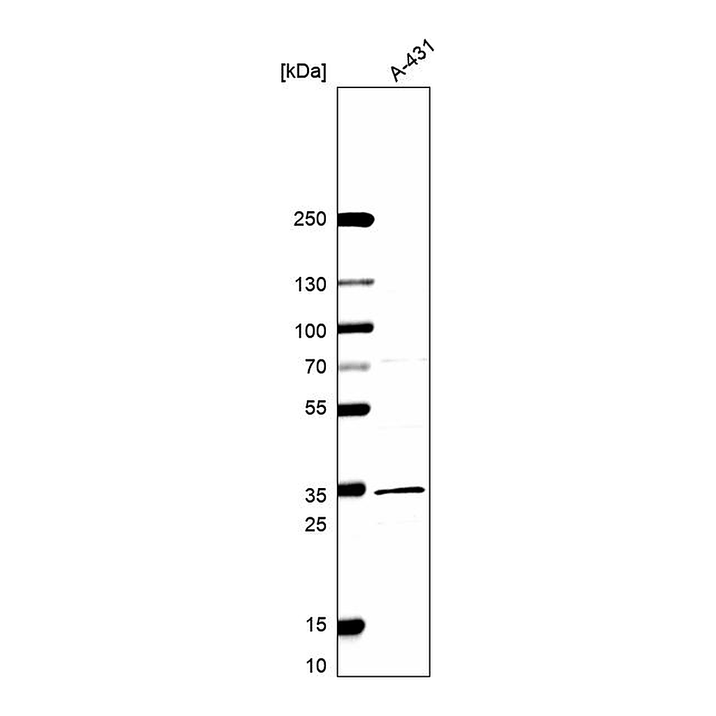 Atlas Antibodies Anti-DNAJC8 Antibody