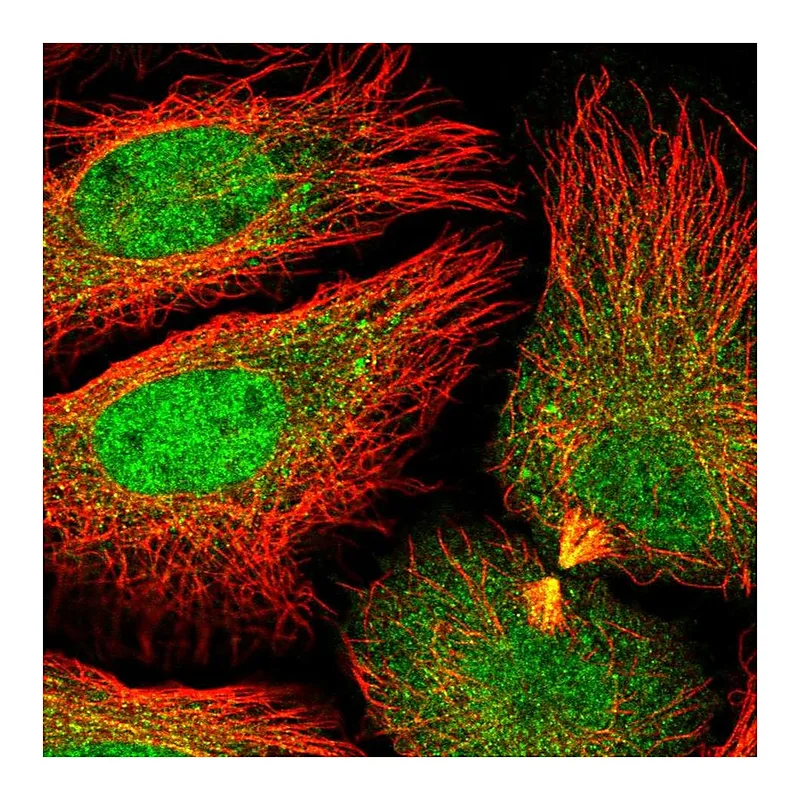 Atlas Antibodies Anti-DNAJC8 Antibody