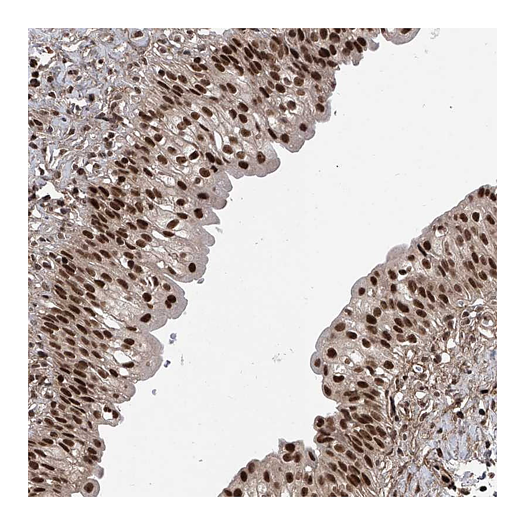 Atlas Antibodies Anti-DNAJC9 Antibody