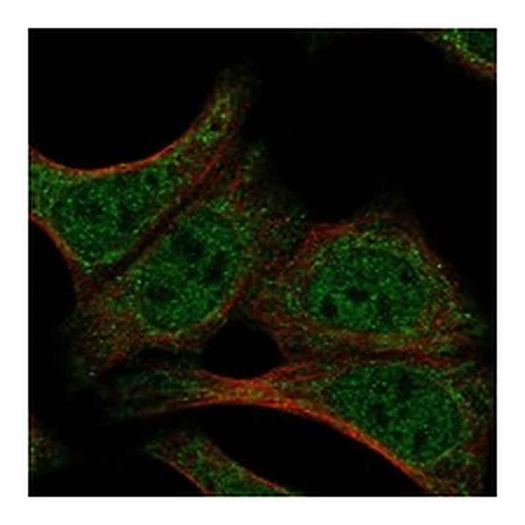 Atlas Antibodies Anti-DND1 Antibody