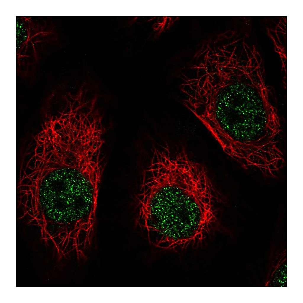 Atlas Antibodies Anti-DNM1 Antibody