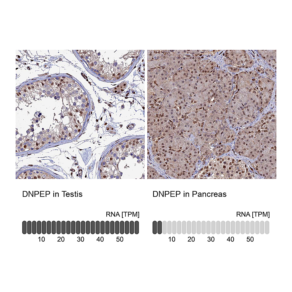Atlas Antibodies Anti-DNPEP Antibody