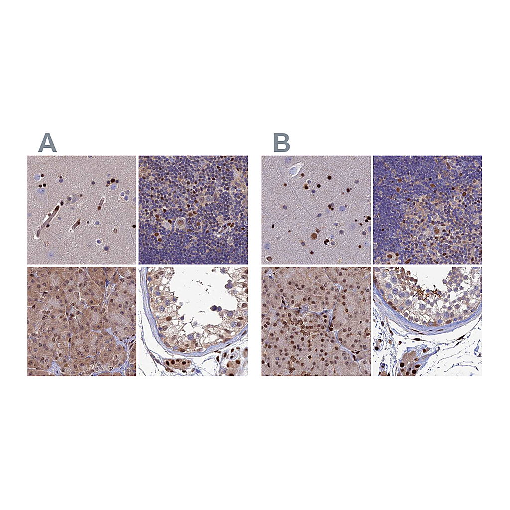 Atlas Antibodies Anti-DNPEP Antibody