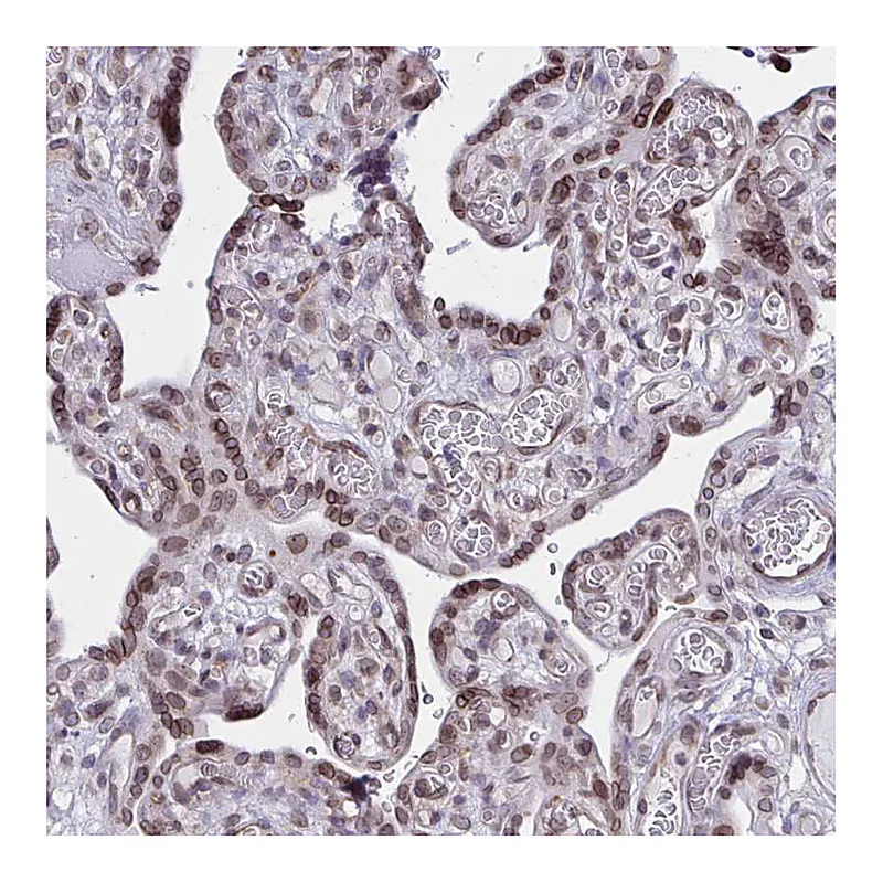 Atlas Antibodies Anti-DOCK11 Antibody
