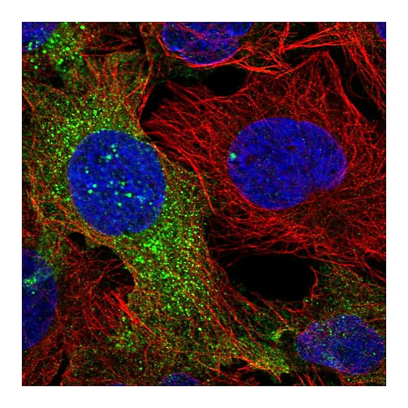 Atlas Antibodies Anti-DOCK5 Antibody
