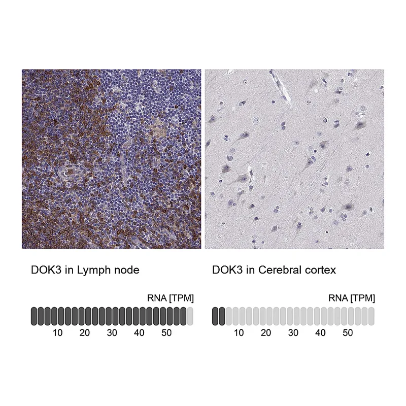 Atlas Antibodies Anti-DOK3 Antibody