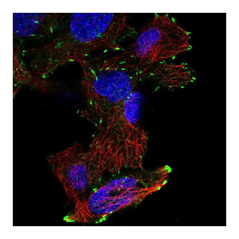 Atlas Antibodies Anti-DOK6 Antibody