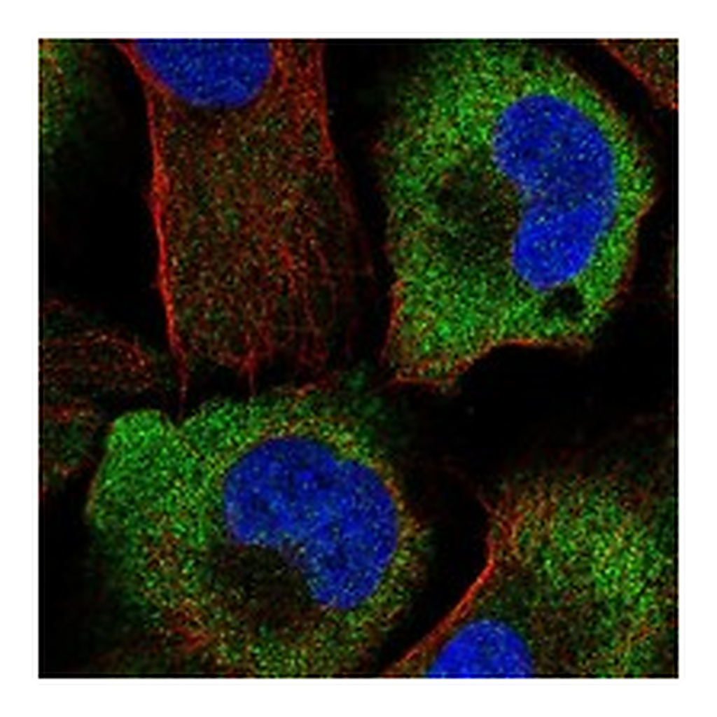 Atlas Antibodies Anti-DOK4 Antibody