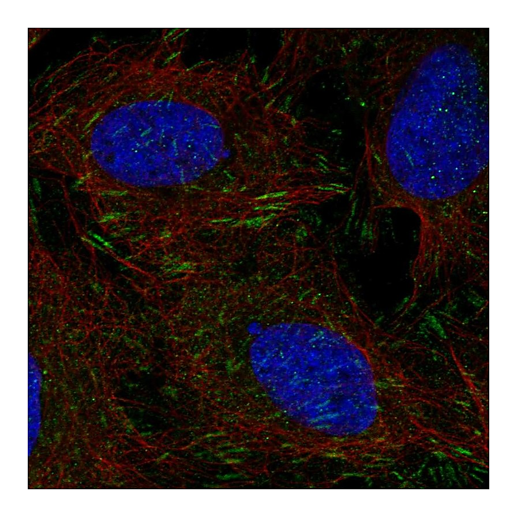 Atlas Antibodies Anti-DOK5 Antibody