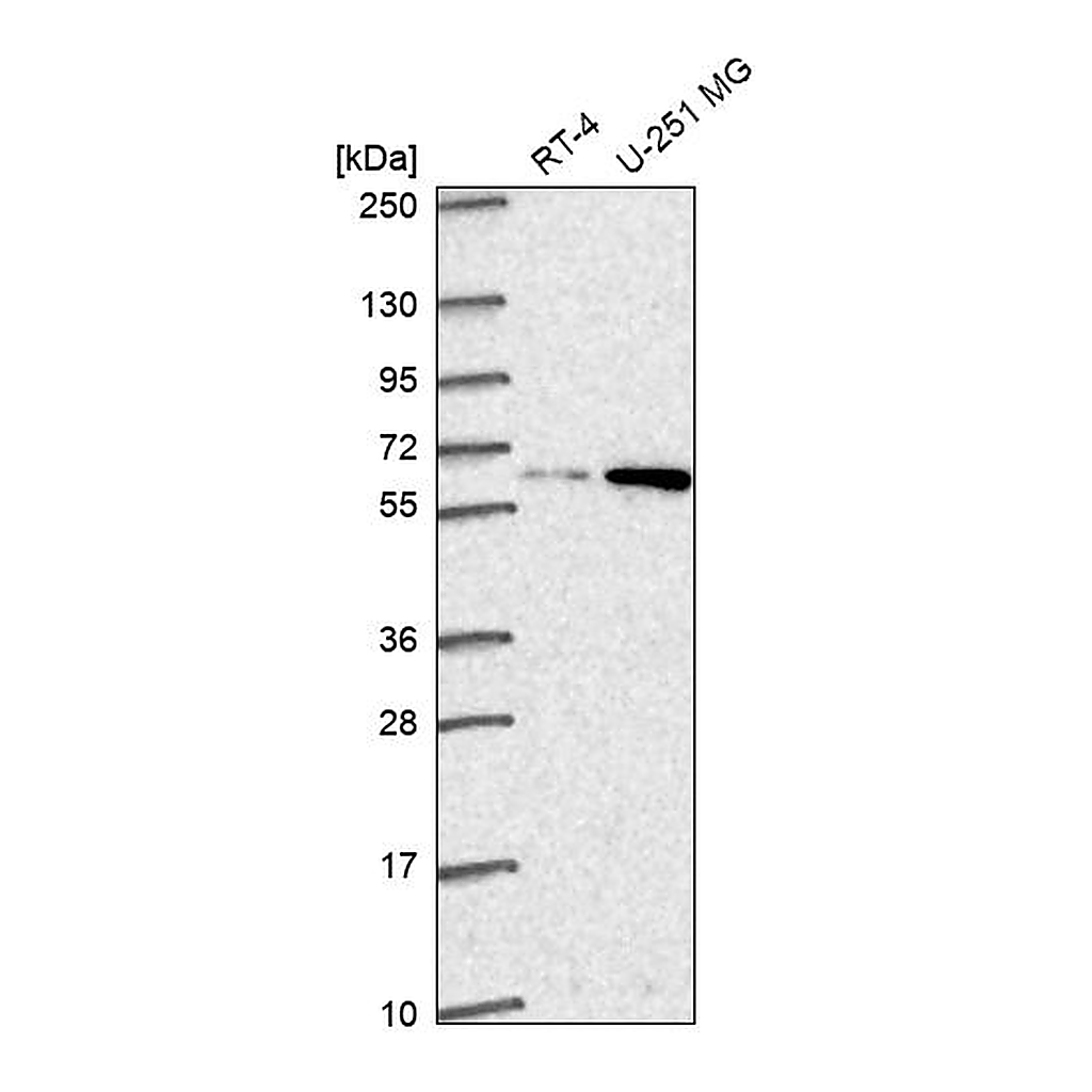 Atlas Antibodies Anti-DOLK Antibody