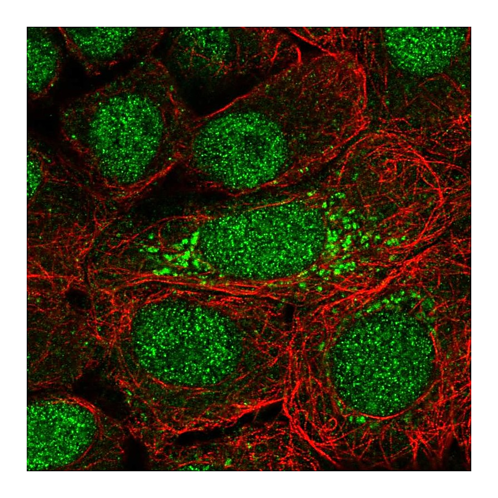 Atlas Antibodies Anti-DOPEY2 Antibody