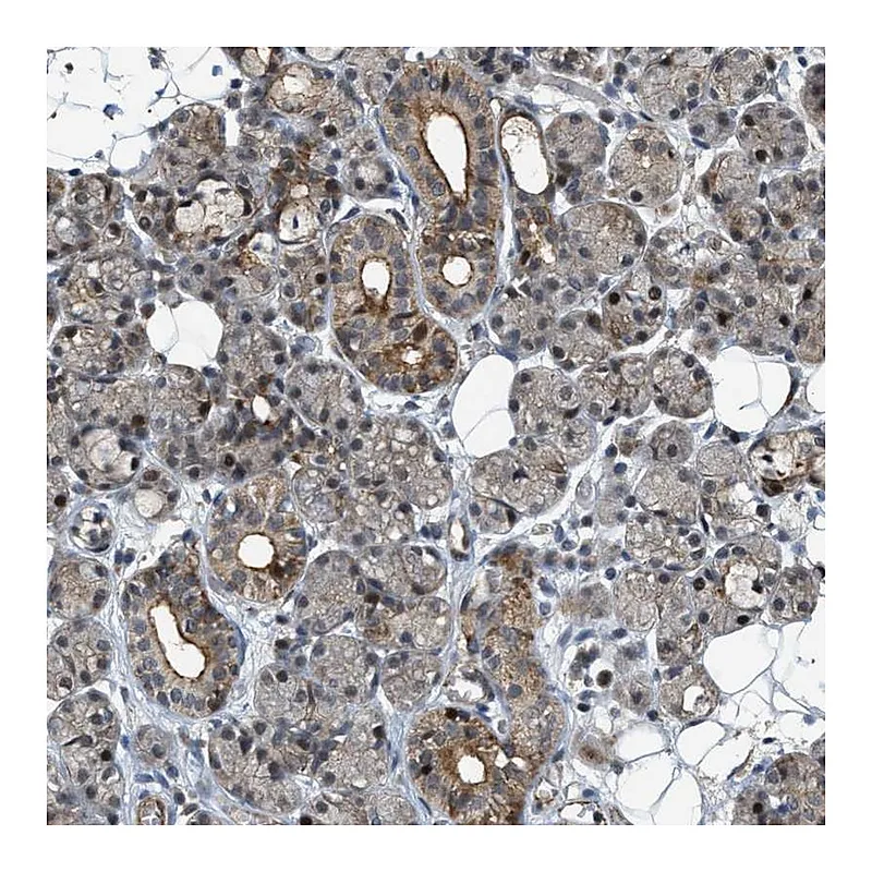 Atlas Antibodies Anti-DPF2 Antibody
