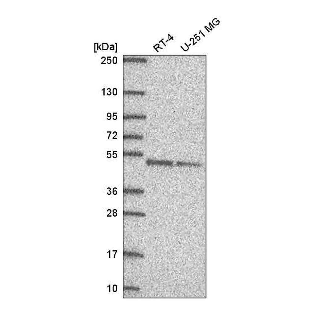 Atlas Antibodies Anti-DPF2 Antibody