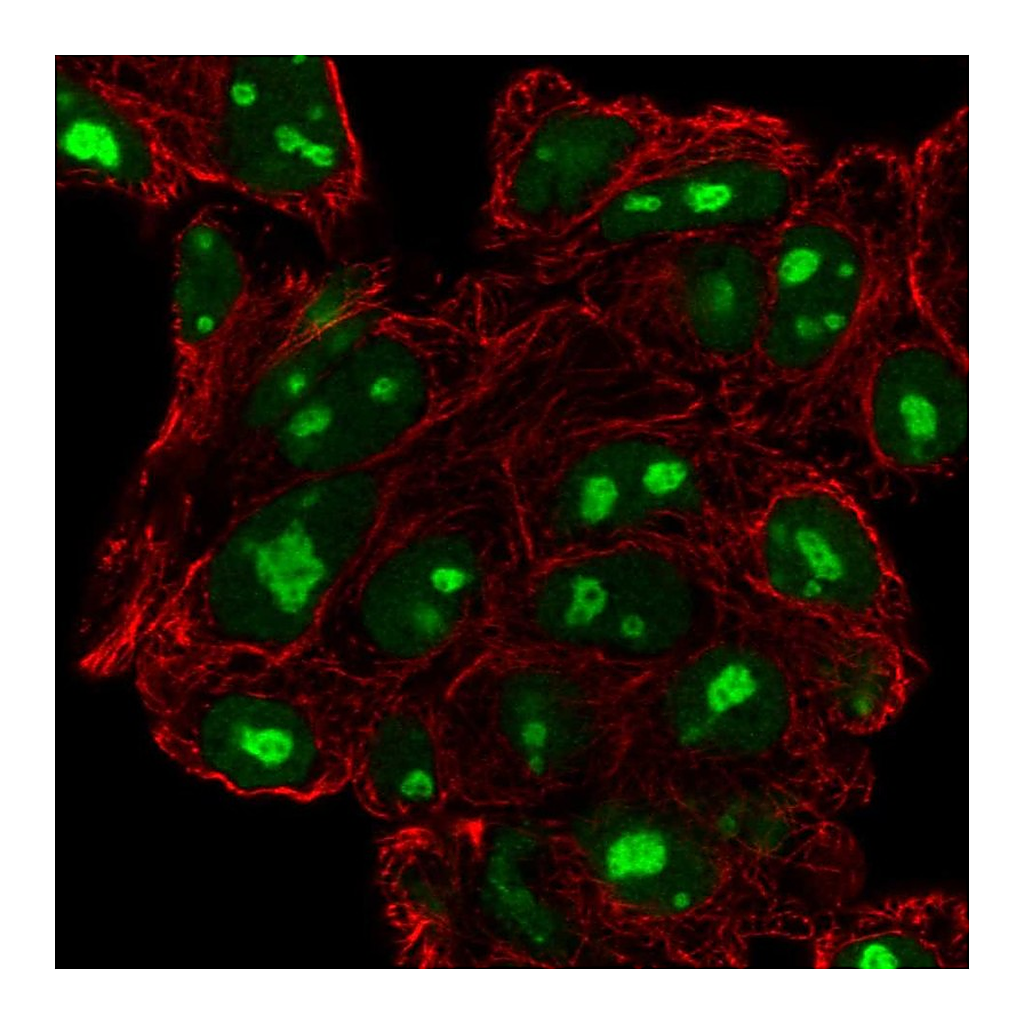 Atlas Antibodies Anti-DPH6 Antibody