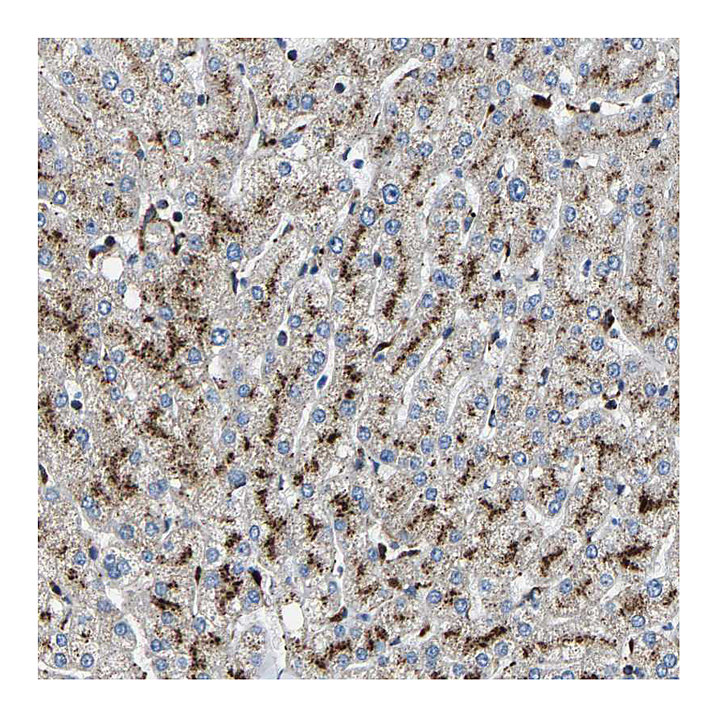 Atlas Antibodies Anti-DPP7 Antibody